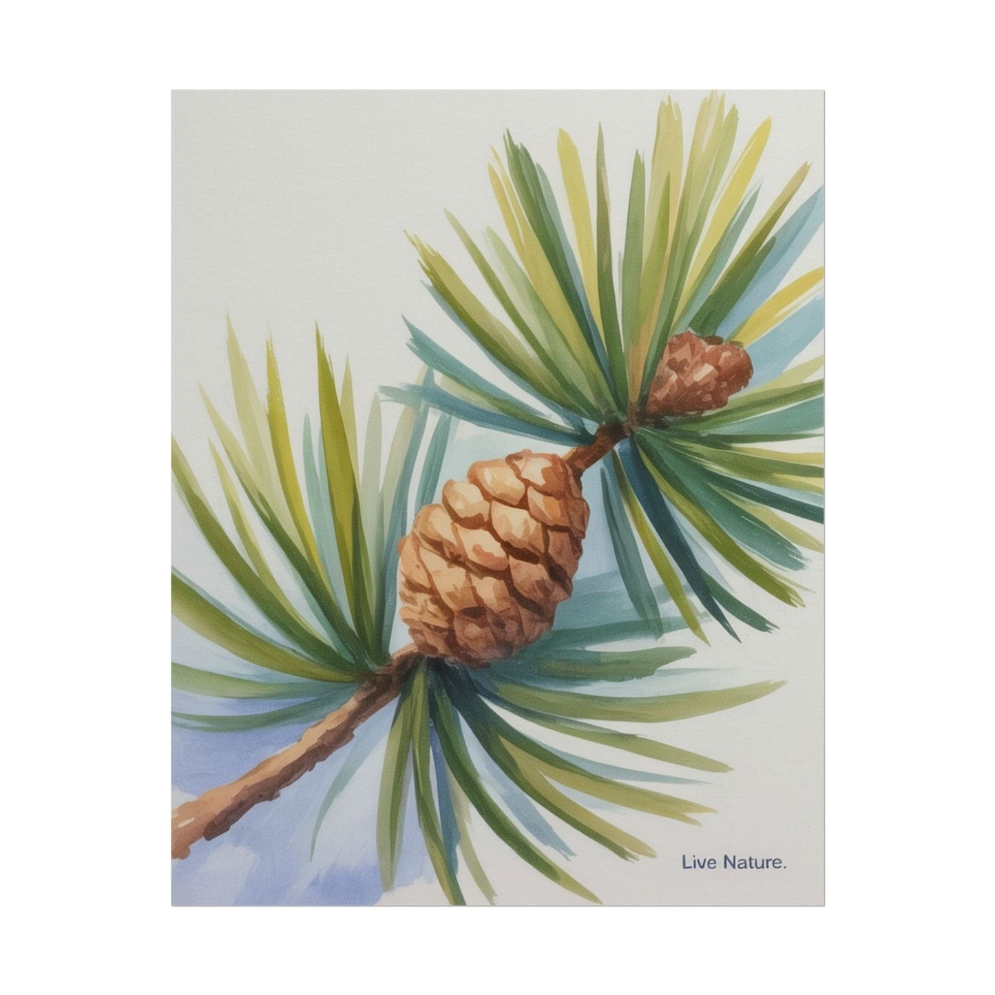 Maine Pine Cone Watercolor Print - Live Nature Art