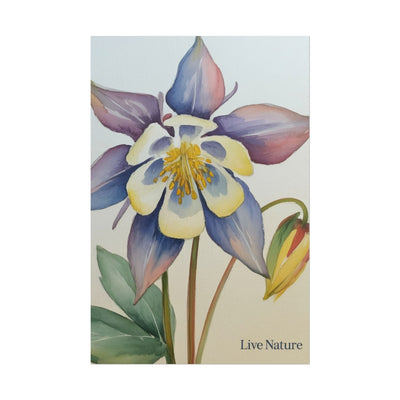 Rocky Mountain Columbine Watercolor Poster - Live Nature