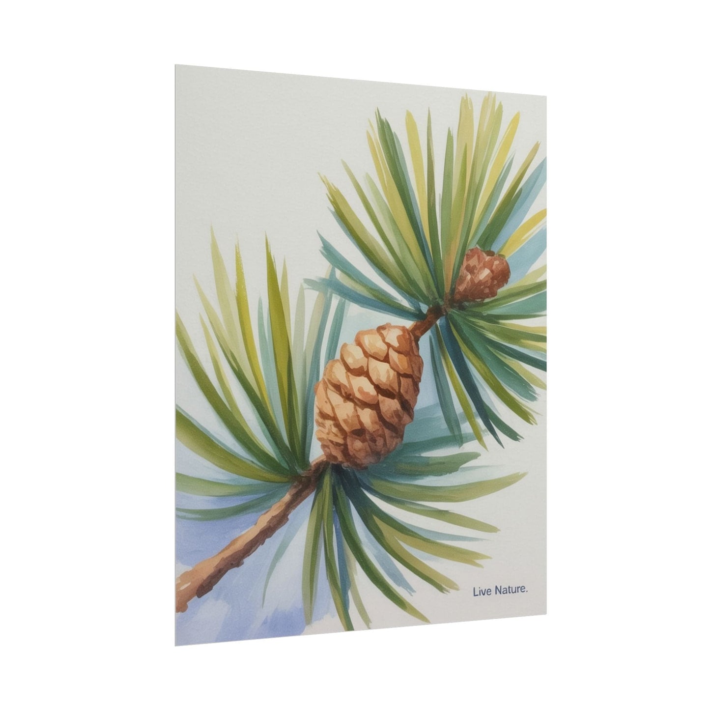 Maine Pine Cone Watercolor Print - Live Nature Art