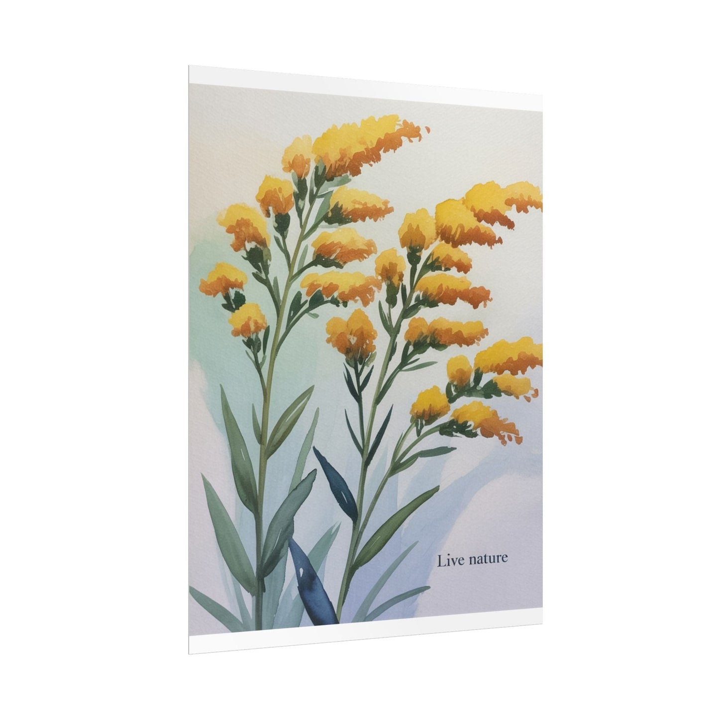Goldenrod Flower Watercolor Poster - Live Nature Art