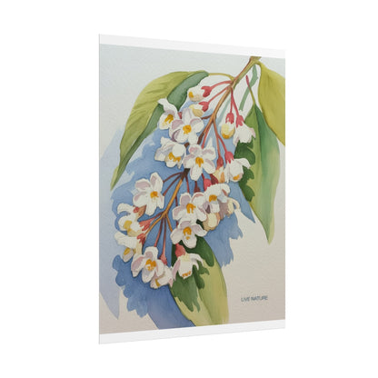 Idaho Syringa Blossom Watercolor Art Print Poster