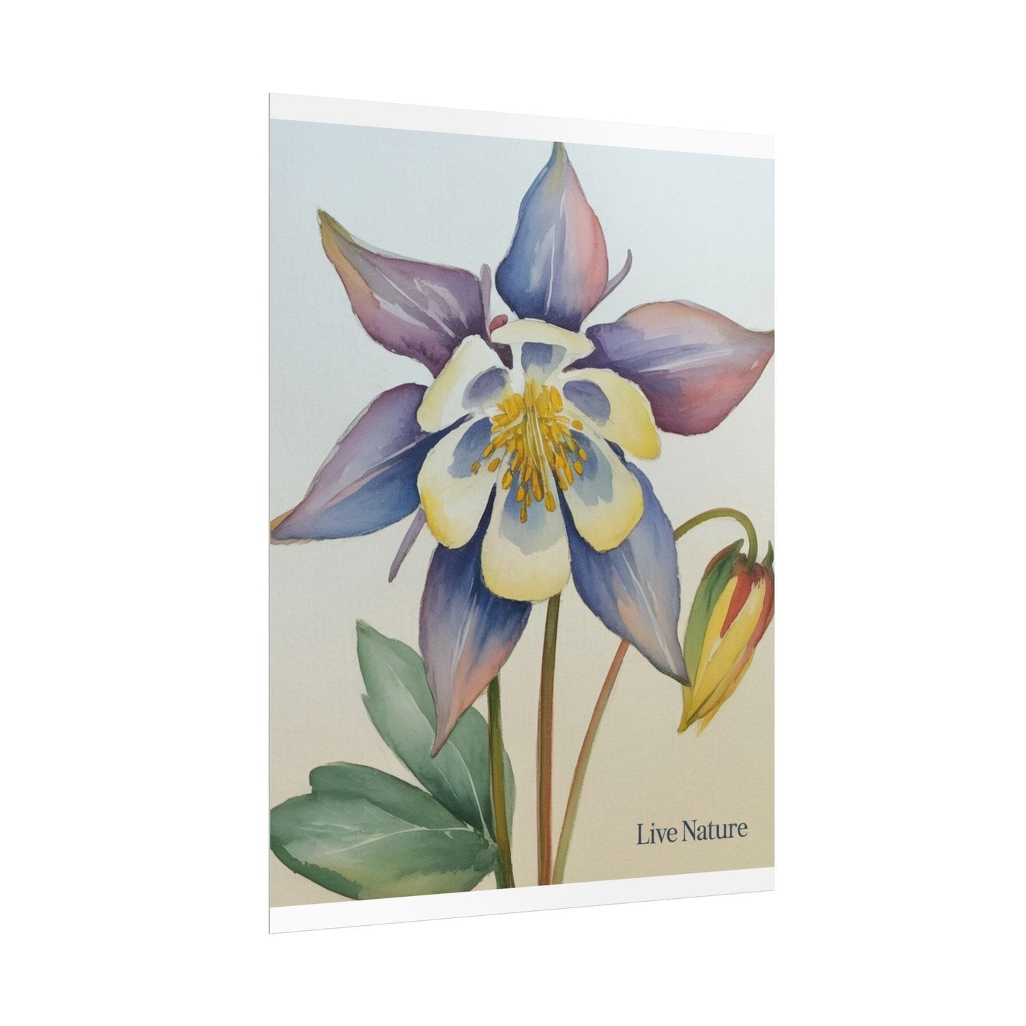 Rocky Mountain Columbine Watercolor Poster - Live Nature