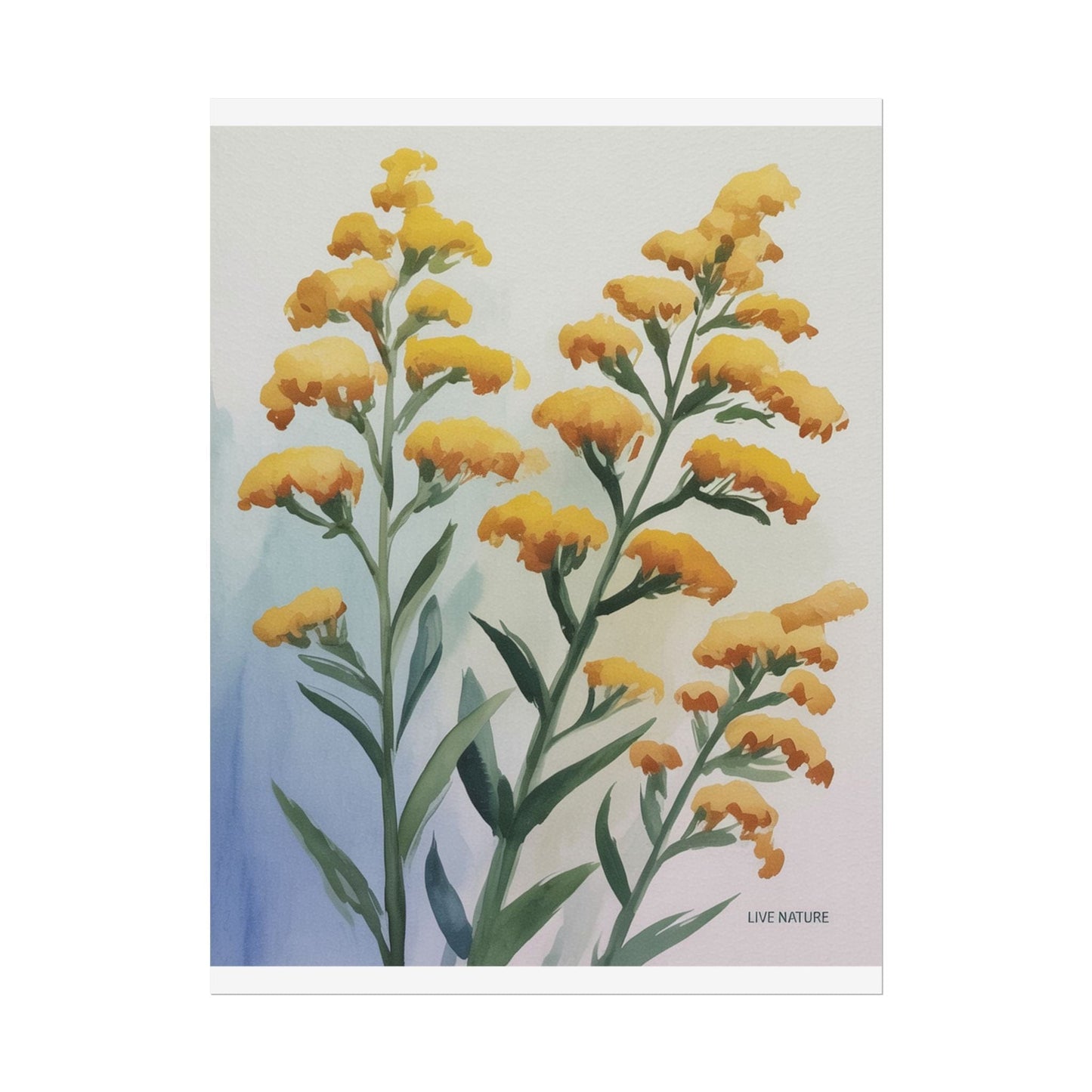 Goldenrod Watercolor Botanical Art Print 'Live Nature
