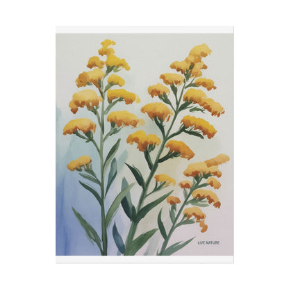 Goldenrod Watercolor Botanical Art Print 'Live Nature