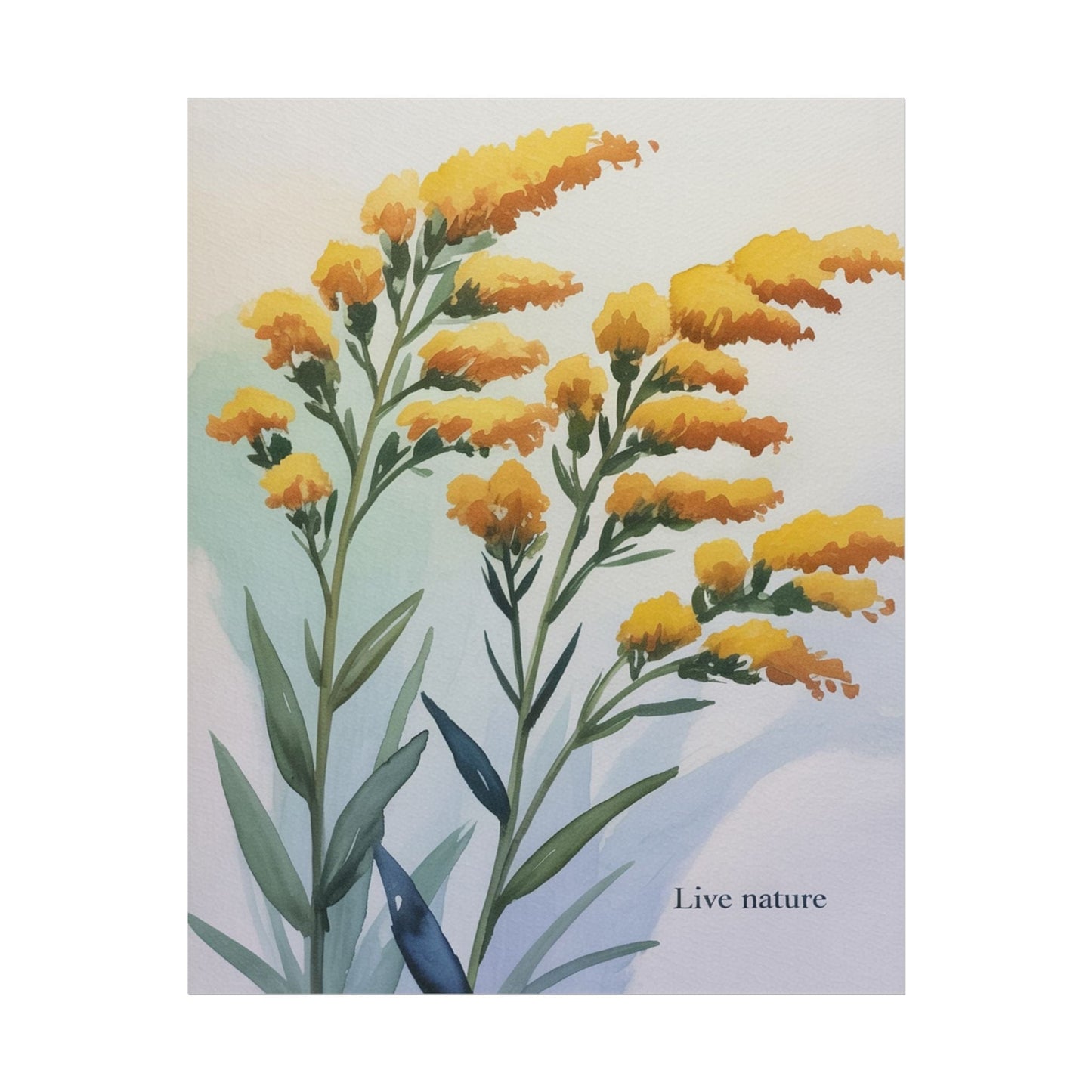 Goldenrod Flower Watercolor Poster - Live Nature Art