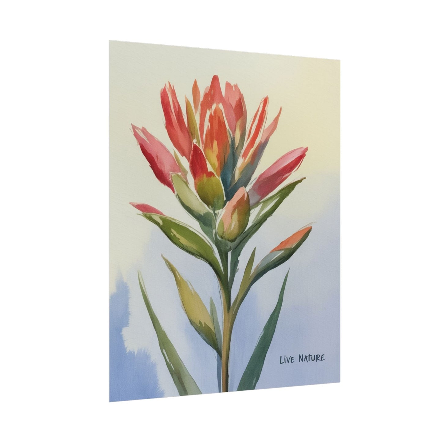 Indian Paintbrush Watercolor Art Print 'Live Nature