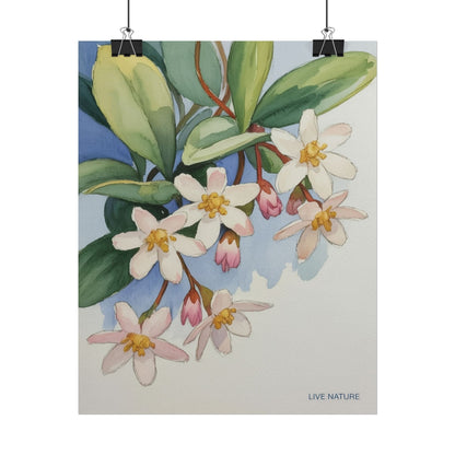 Mayflower Botanical Watercolor Art Print 'Live Nature