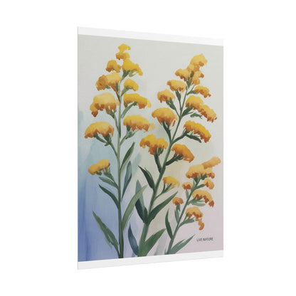 Goldenrod Watercolor Botanical Art Print 'Live Nature