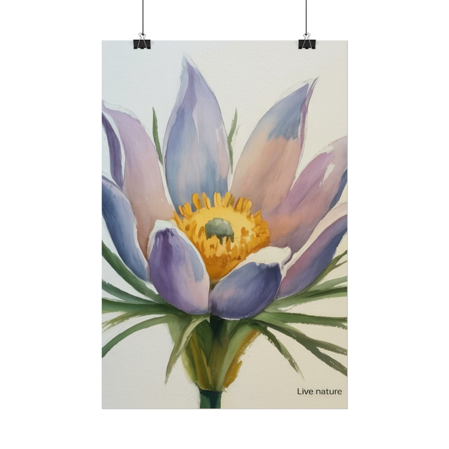 Pasque Flower Watercolor Art Print 'Live Nature