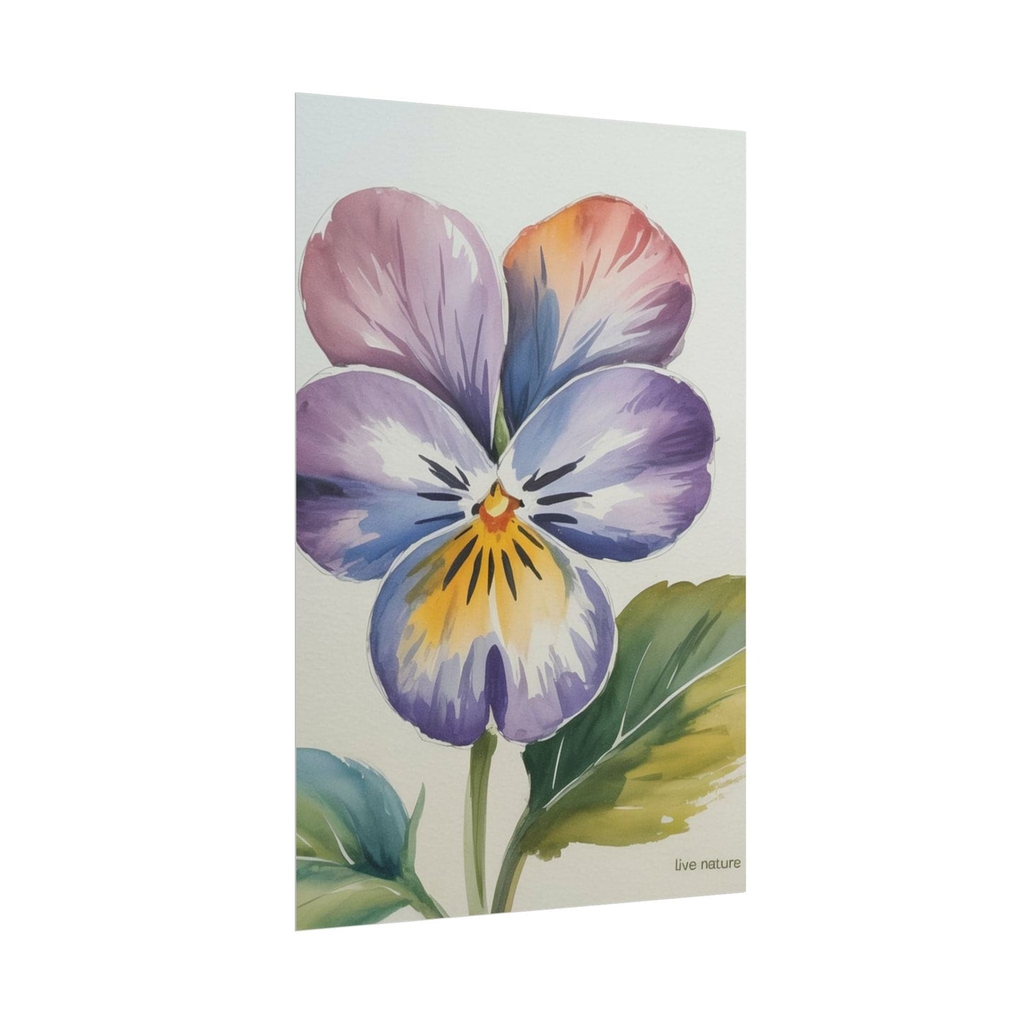 Violet Pansy Watercolor Art Print - Live Nature Design