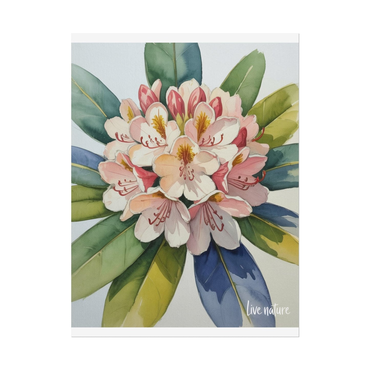 Rhododendron Blossom Watercolor Print 'Live Nature