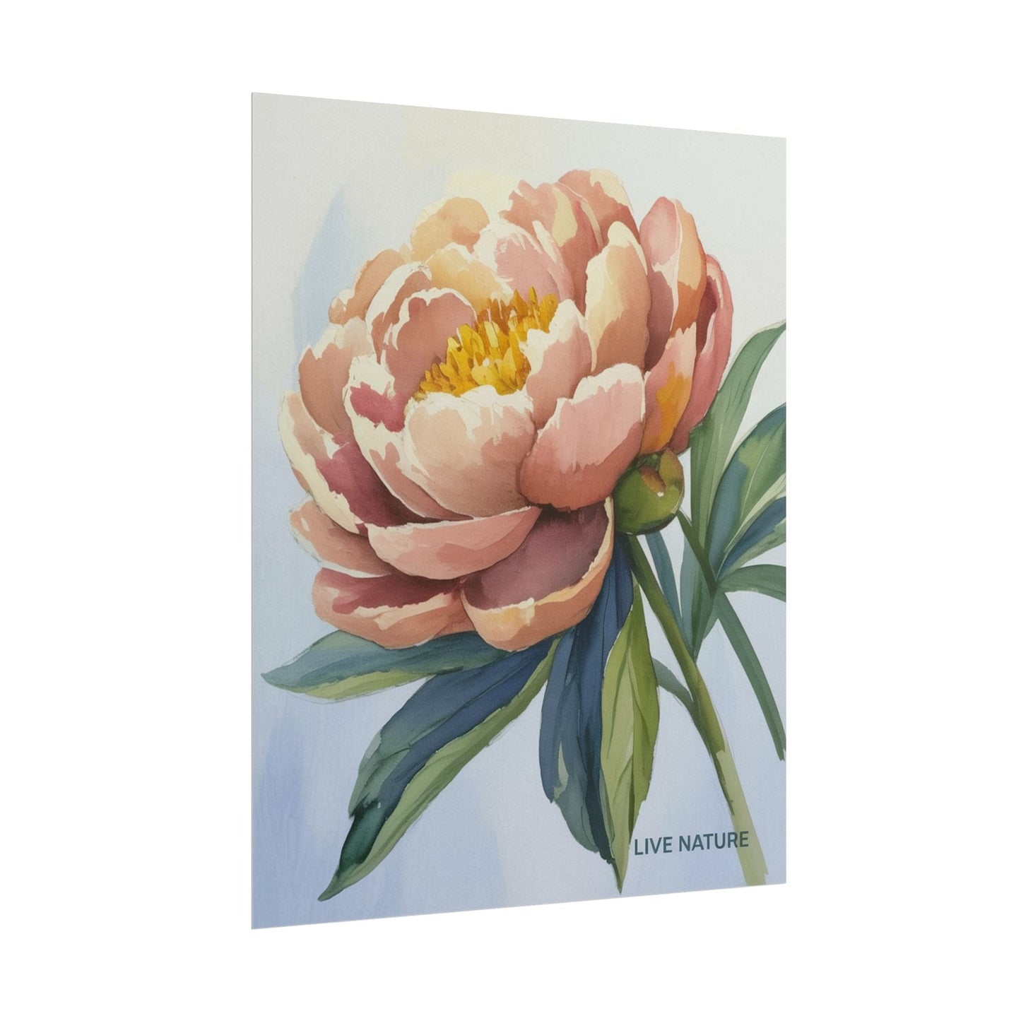 Peony Bloom Watercolor Poster Live Nature Art Print
