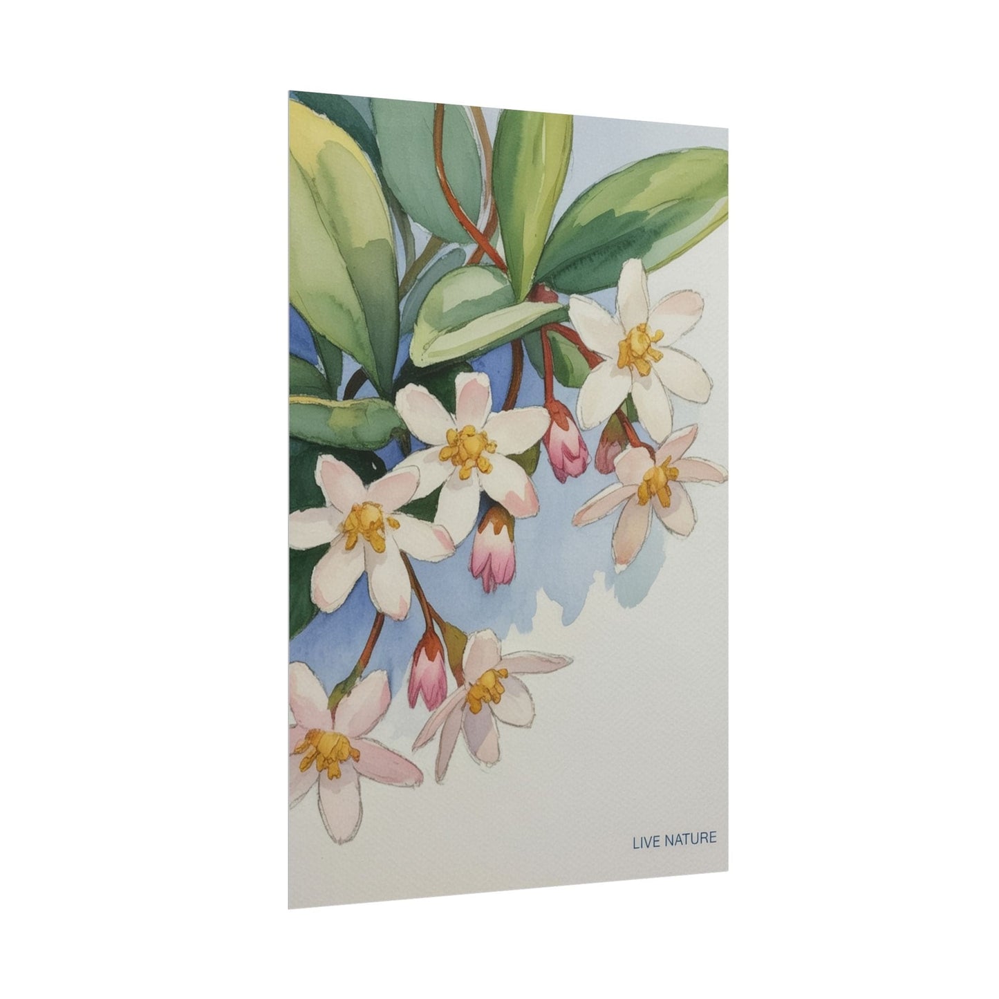 Mayflower Botanical Watercolor Art Print 'Live Nature