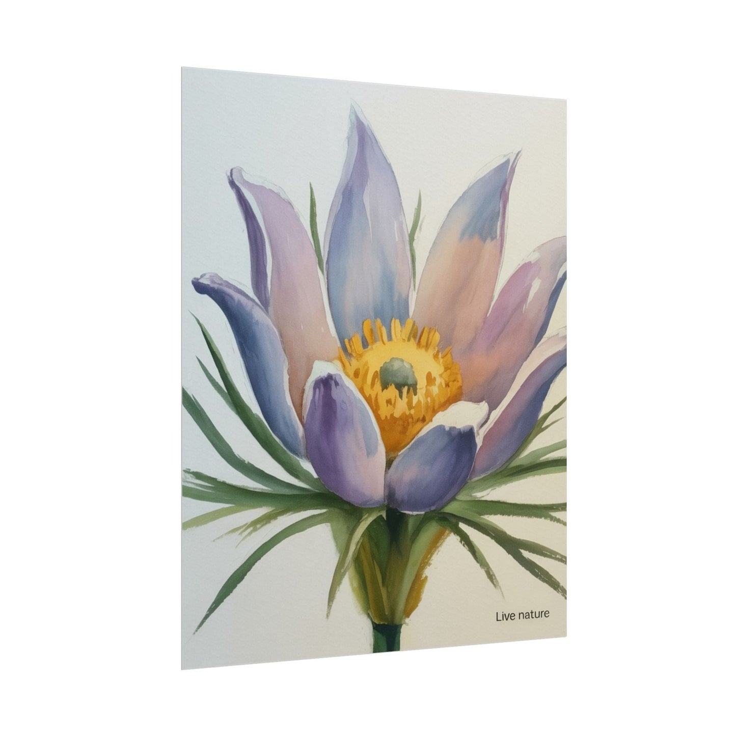 Pasque Flower Watercolor Art Print 'Live Nature