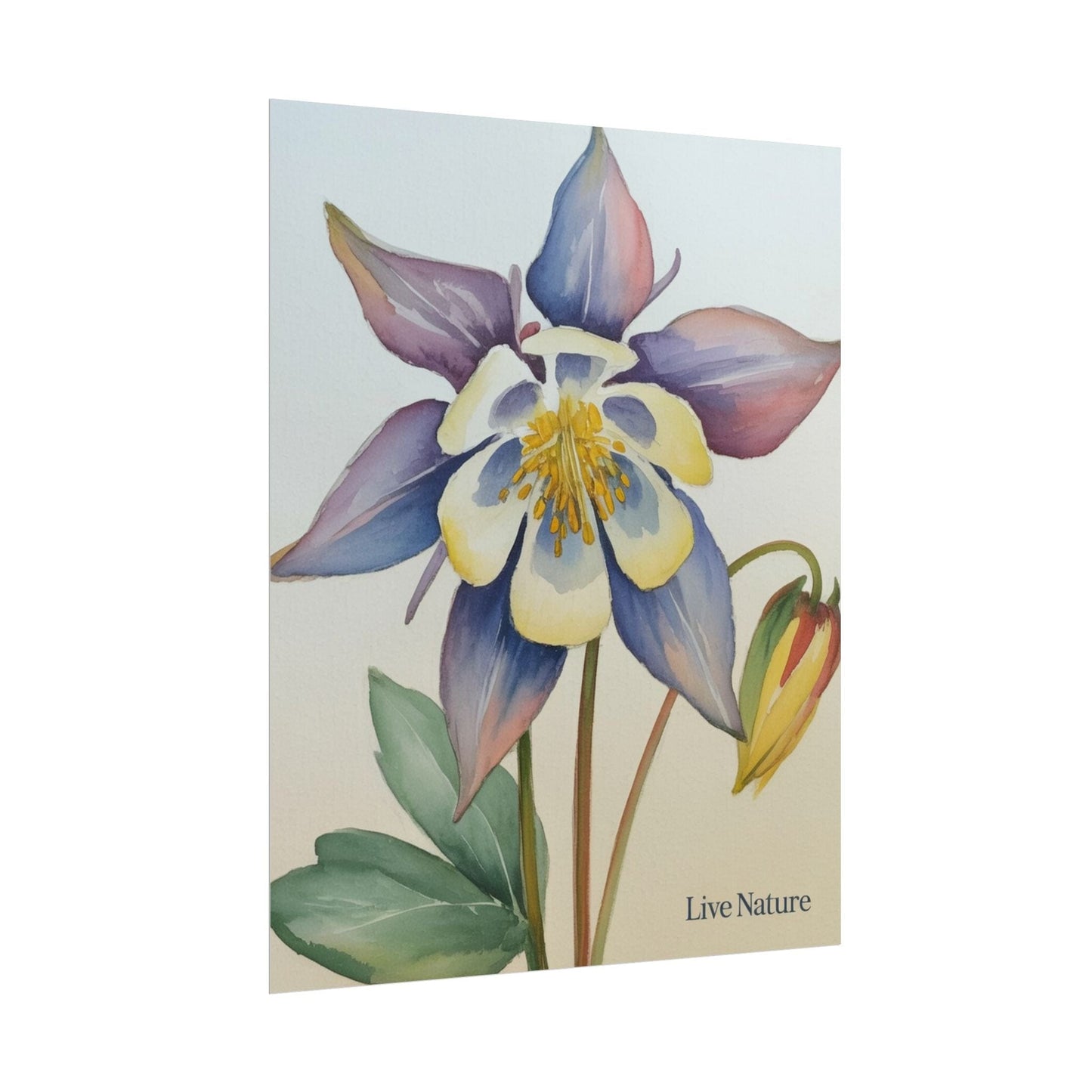 Rocky Mountain Columbine Watercolor Poster - Live Nature
