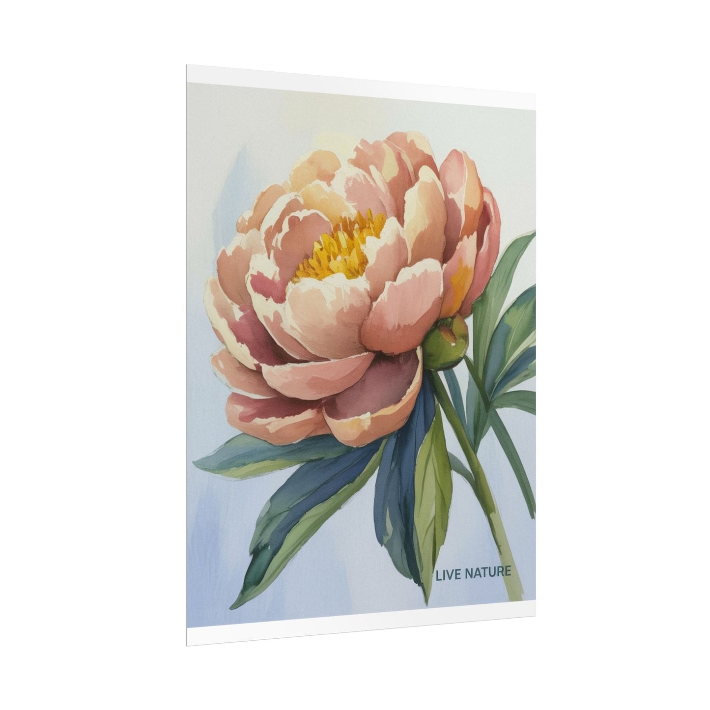 Peony Bloom Watercolor Poster Live Nature Art Print