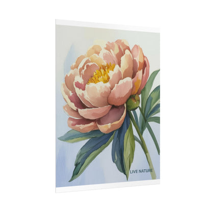 Peony Bloom Watercolor Poster Live Nature Art Print