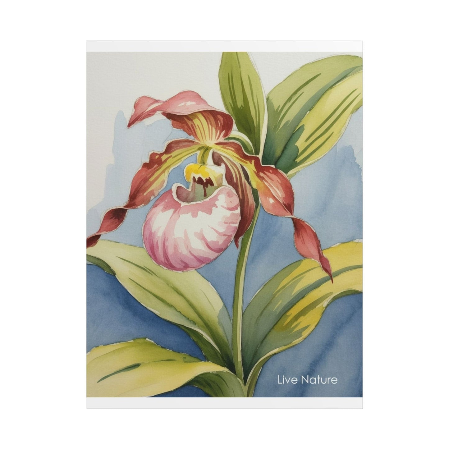 Pink Lady Slipper Orchid Watercolor Print Minnesota