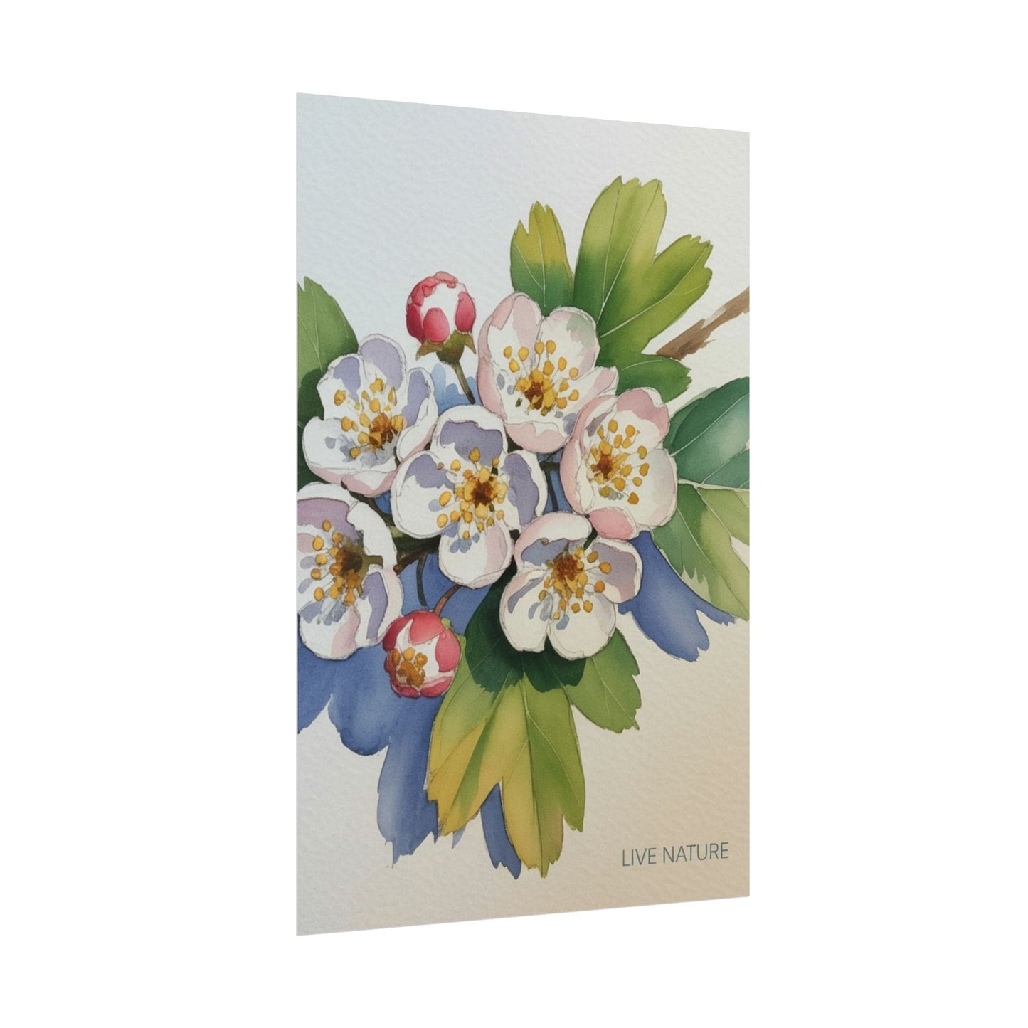 Hawthorn and Dogwood Blossoms Art Print – Live Nature