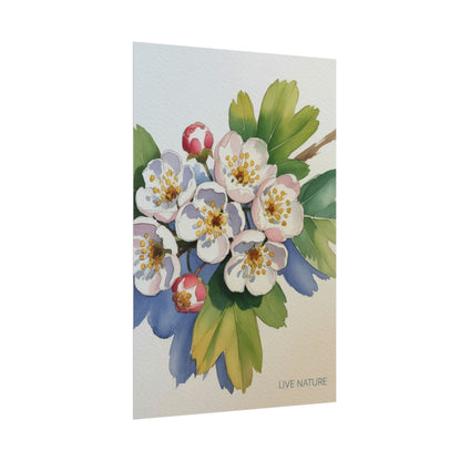 Hawthorn and Dogwood Blossoms Art Print – Live Nature