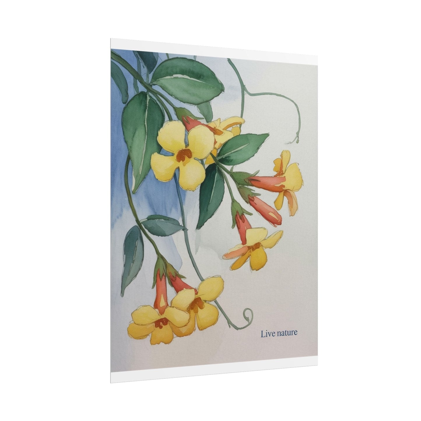 Yellow Jessamine Watercolor Art Print 'Live Nature