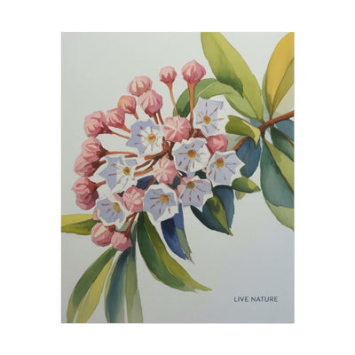 Mountain Laurel Connecticut State Flower Art Print