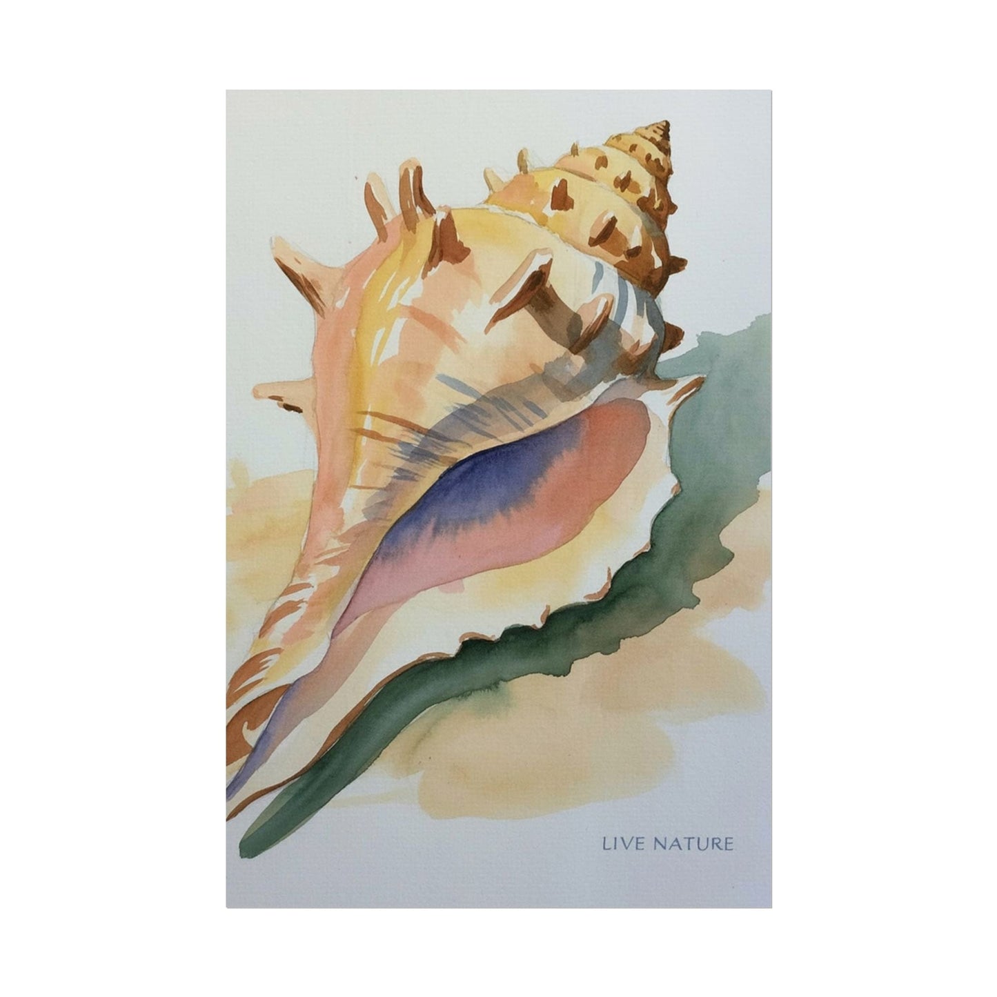 Conch Shell Watercolor Print 'Live Nature' Design