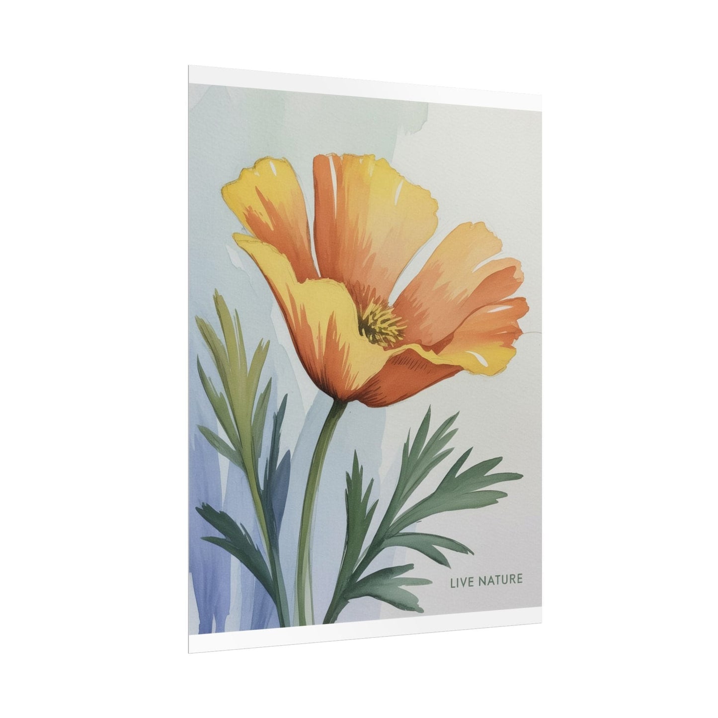 California Poppy Watercolor Art Print 'Live Nature