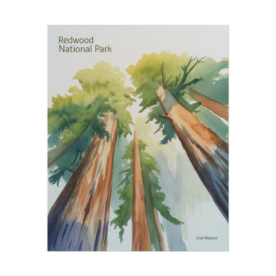 Redwood National Park Watercolor Art Print