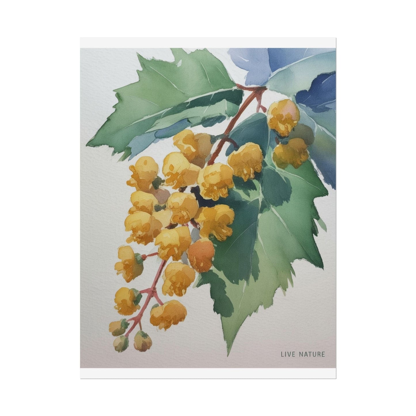 Oregon Grape State Flower Watercolor Art Print