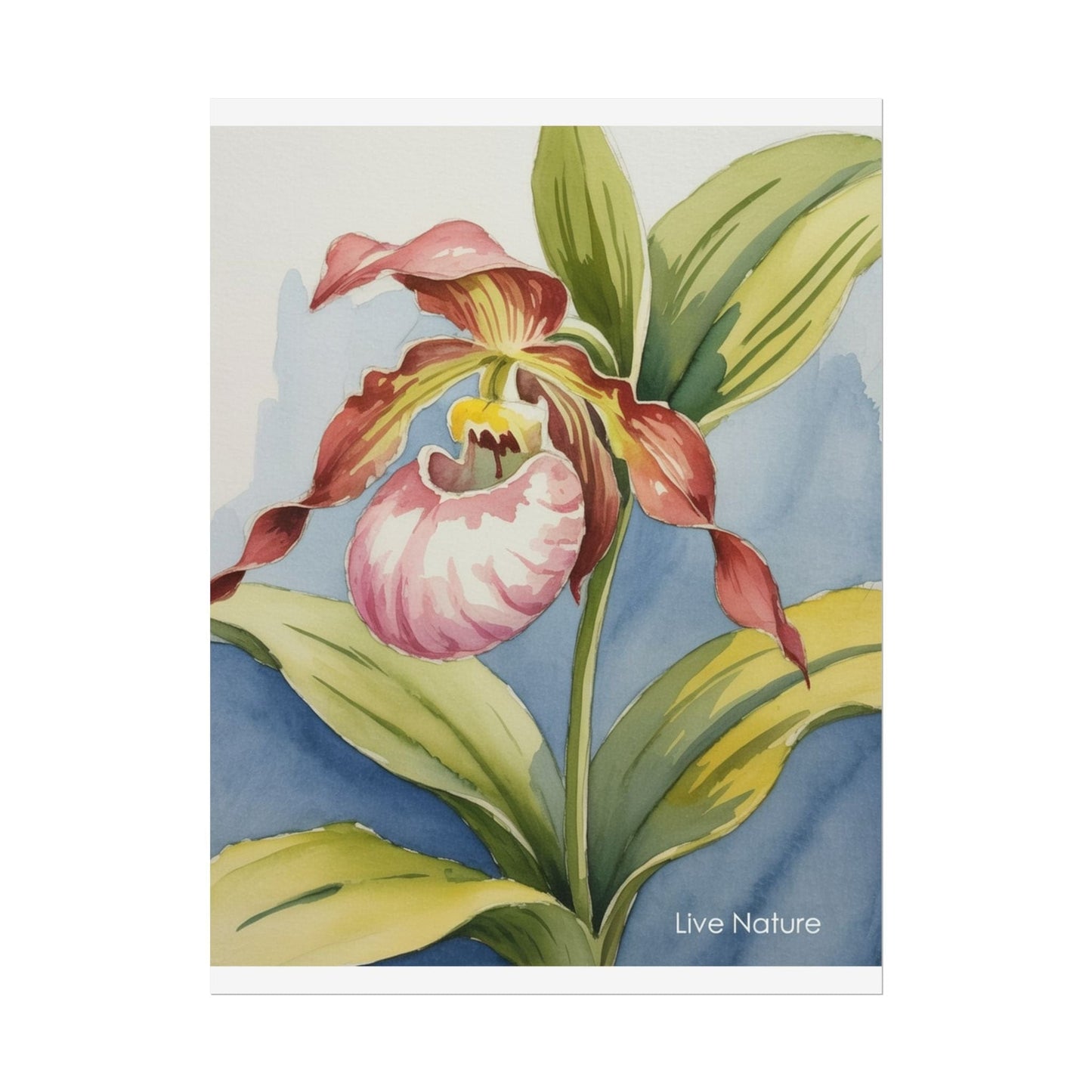 Pink Lady Slipper Orchid Watercolor Print Minnesota