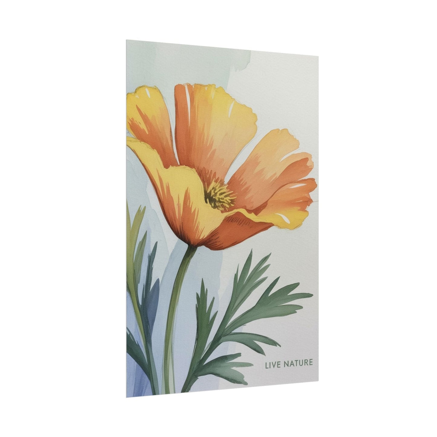 California Poppy Watercolor Art Print 'Live Nature