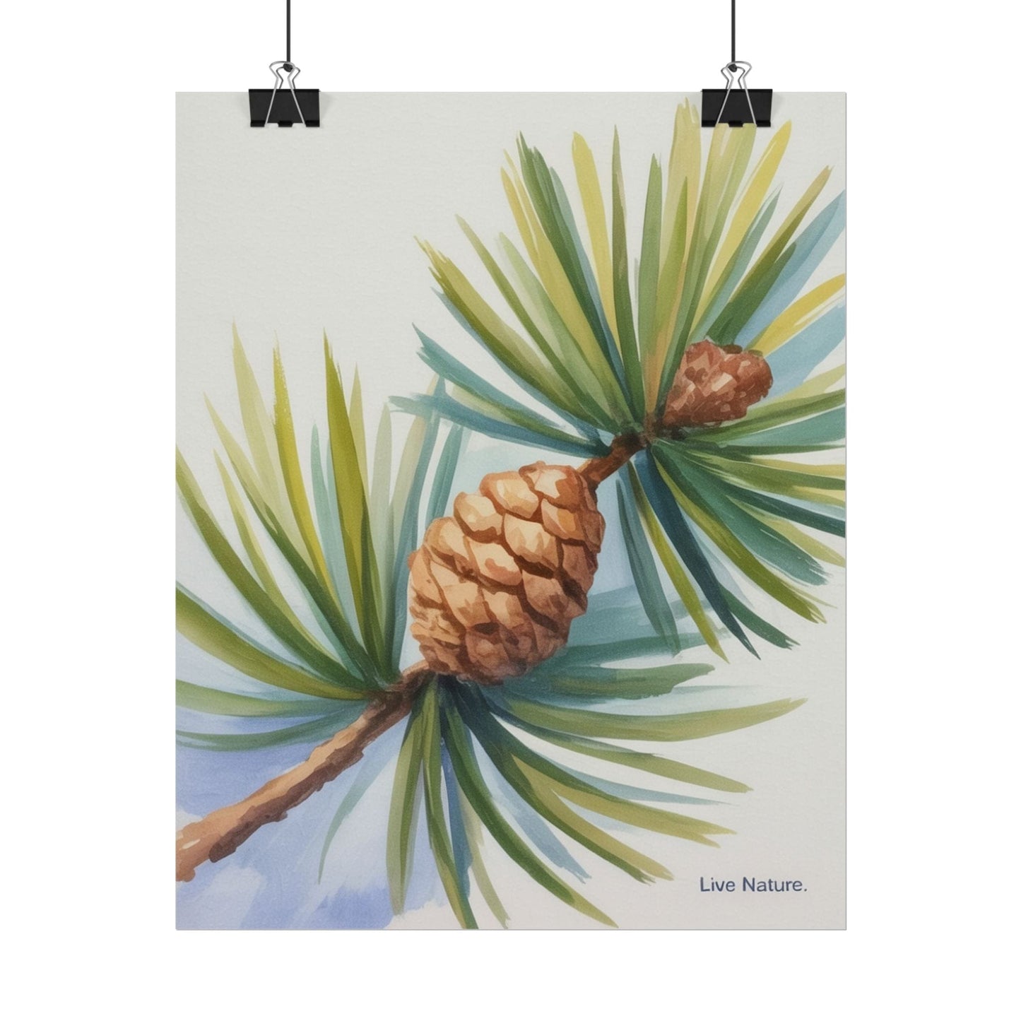 Maine Pine Cone Watercolor Print - Live Nature Art