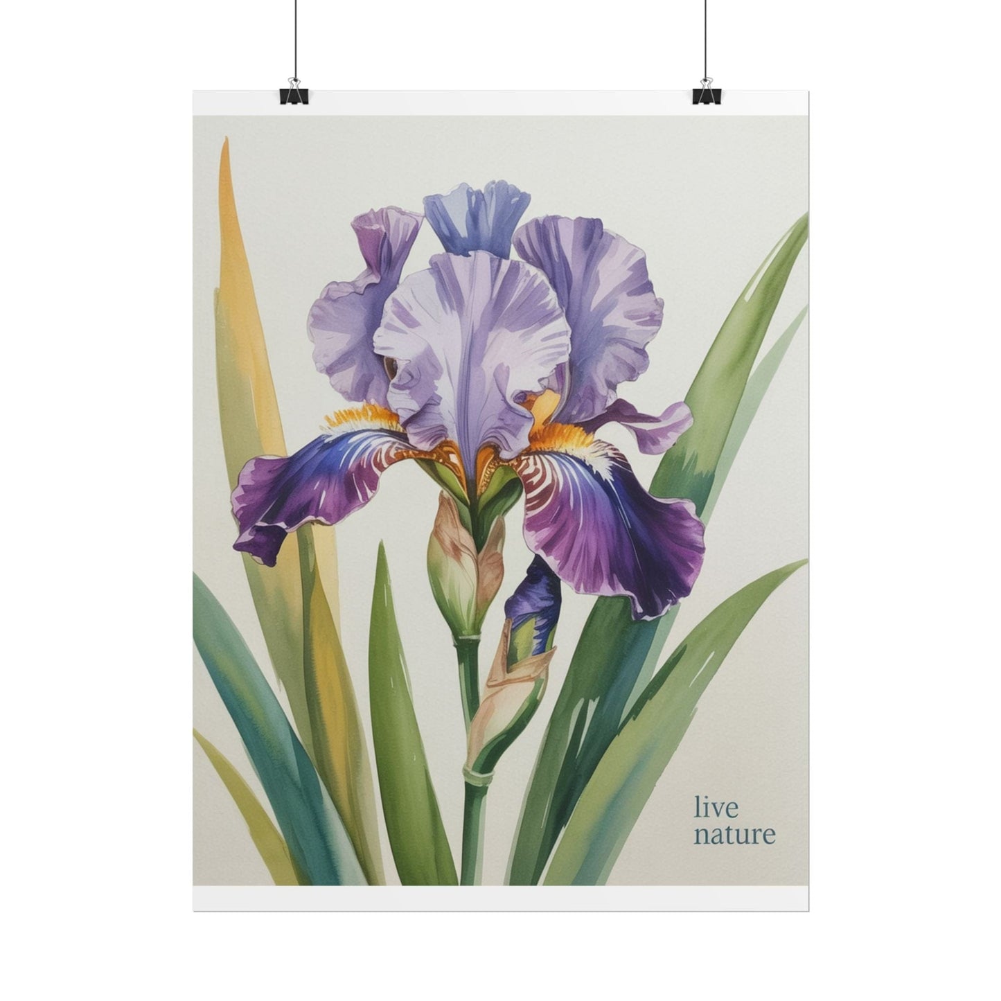 Iris Flower Watercolor Art Print with 'Live Nature