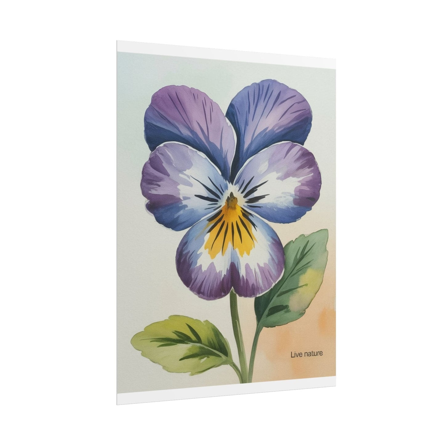 Purple Pansy Watercolor Poster Art Print - Live Nature