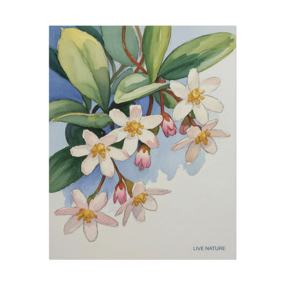Mayflower Botanical Watercolor Art Print 'Live Nature