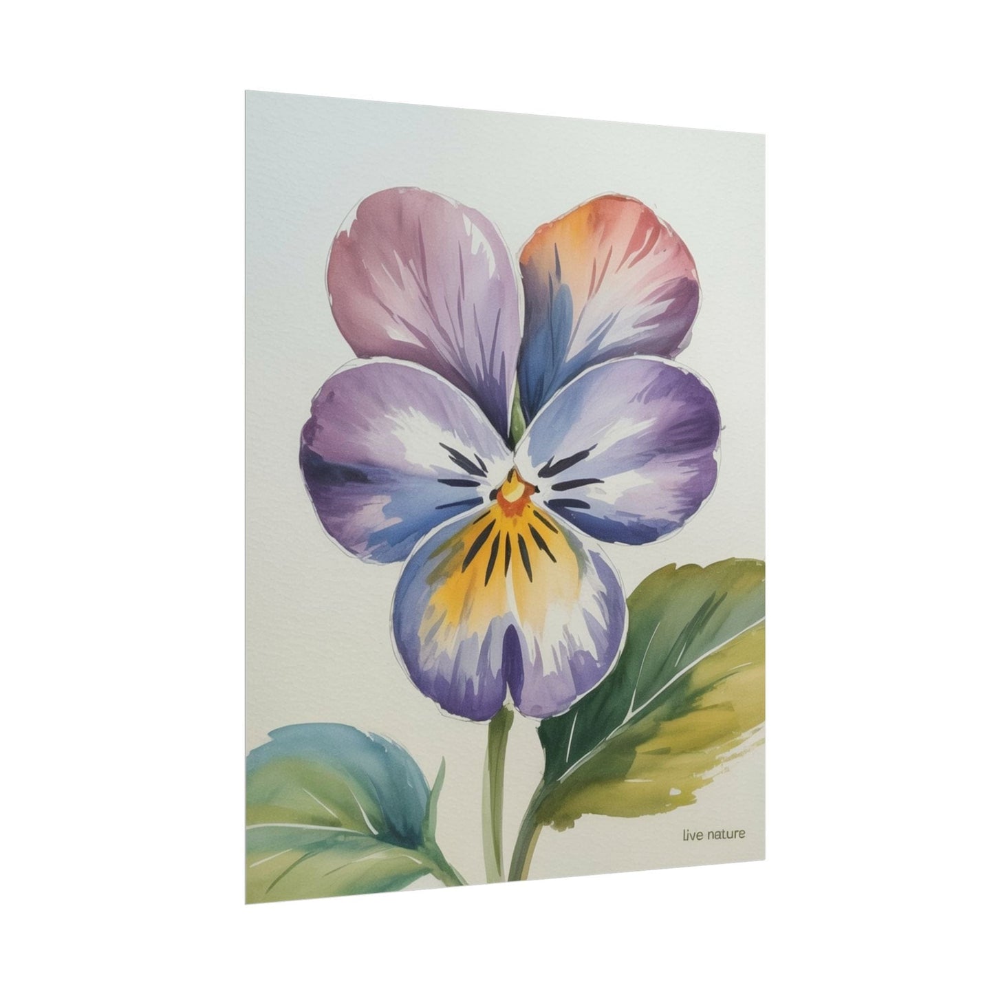Violet Pansy Watercolor Art Print - Live Nature Design